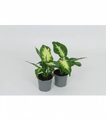 Dieffenbachia