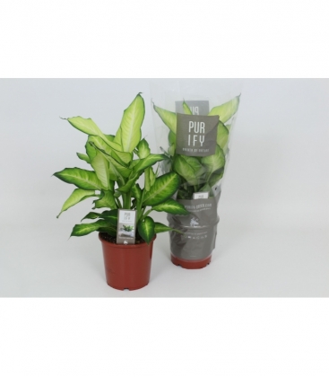 Dieffenbachia