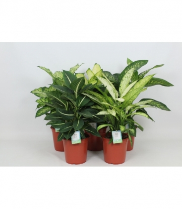 Dieffenbachia