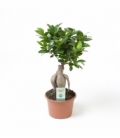 Ficus