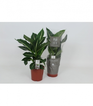 Dieffenbachia