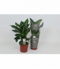 Dieffenbachia