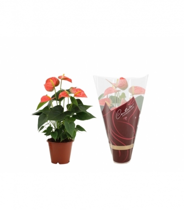 Anthurium