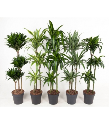 Dracaena