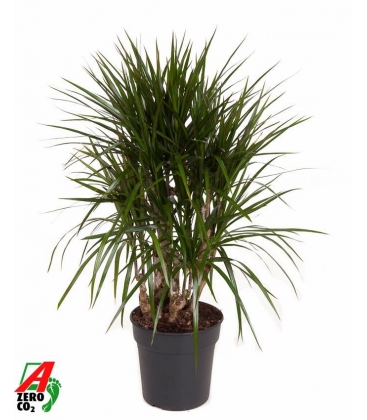 Dracaena