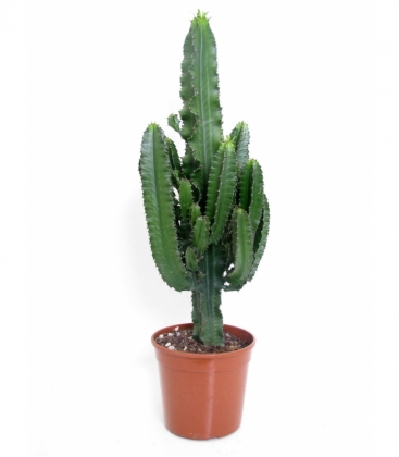 Euphorbia