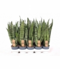 Sansevieria