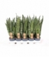 Sansevieria