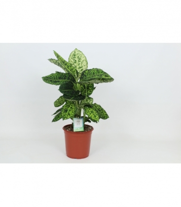 Dieffenbachia