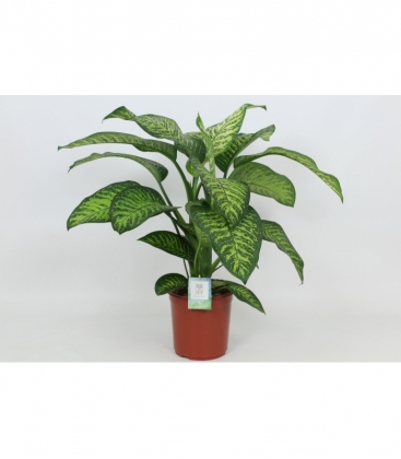 Dieffenbachia