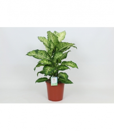 Dieffenbachia