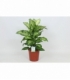 Dieffenbachia