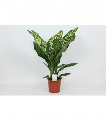 Dieffenbachia