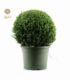 Buxus