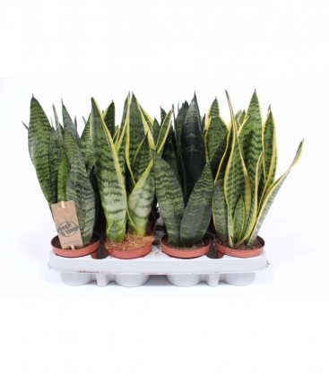 Sansevieria