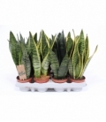 Sansevieria