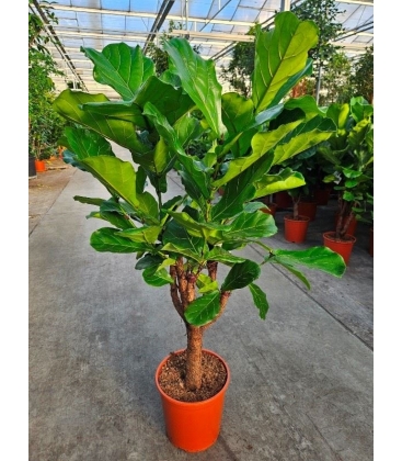 Ficus