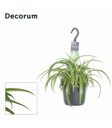 Chlorophytum