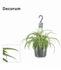 Chlorophytum