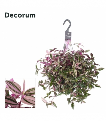 Tradescantia