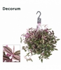 Tradescantia