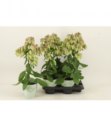 Kalanchoe