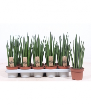 Sansevieria