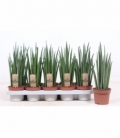 Sansevieria