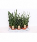 Sansevieria