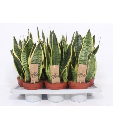 Sansevieria