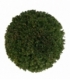 Taxus