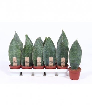 Sansevieria