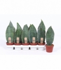 Sansevieria