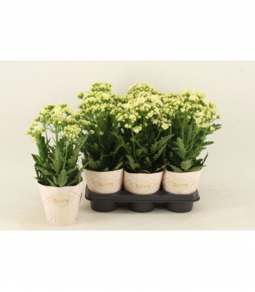 Kalanchoe