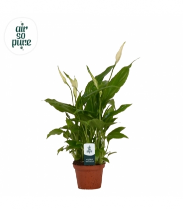 Spathiphyllum