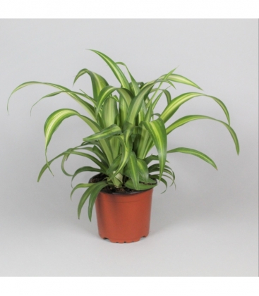 Chlorophytum