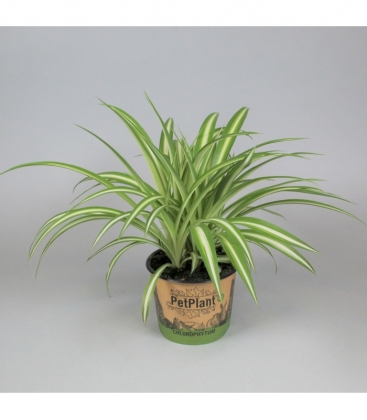 Chlorophytum