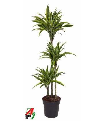 Dracaena