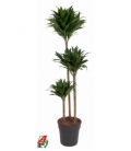 Dracaena