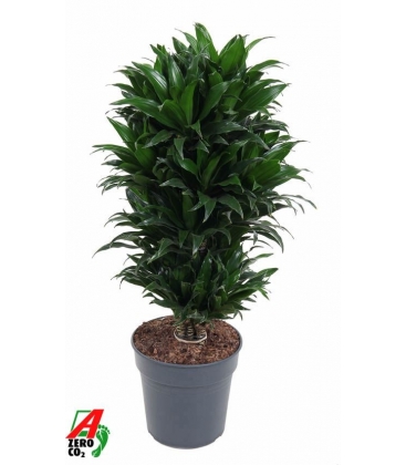 Dracaena