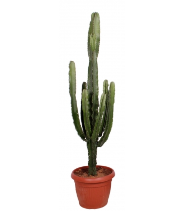 Euphorbia