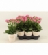 Kalanchoe