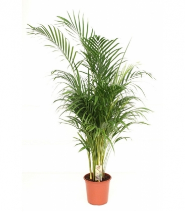 Dypsis