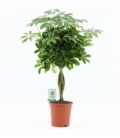 Schefflera