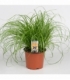 Cyperus