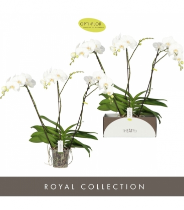 Phalaenopsis