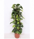 Philodendron