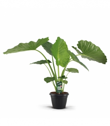 Alocasia