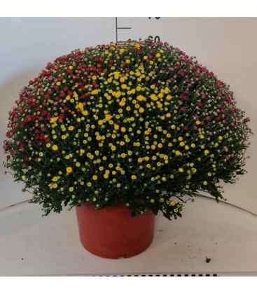 Chrysanthemum