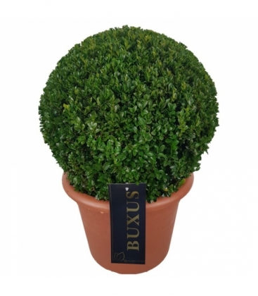 Buxus